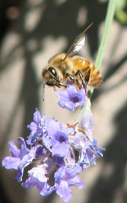 Honeybee