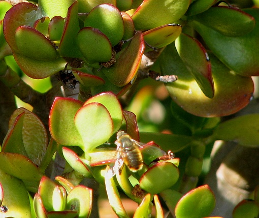 Bee Fly