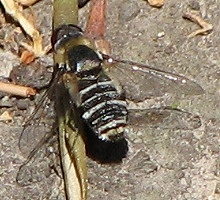 Bee Fly