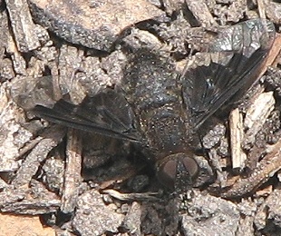 Bee Fly