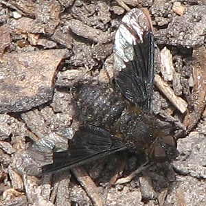 Bee Fly