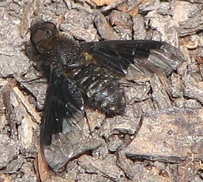 Bee Fly