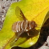 Bee Fly