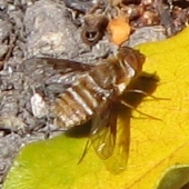 Bee Fly