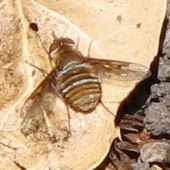 Bee Fly