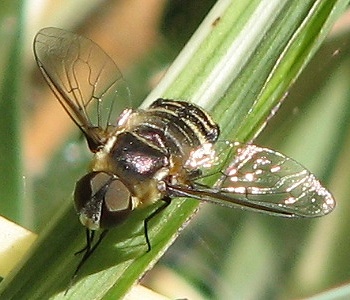 Bee Fly