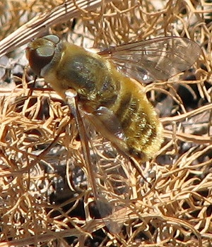 Bee Fly