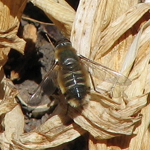 Bee Fly