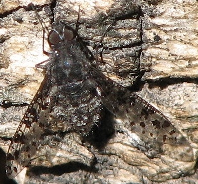 Bee Fly