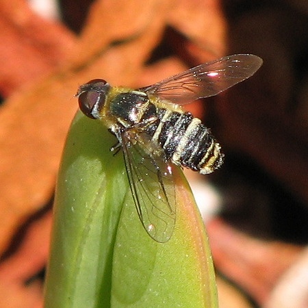 Bee Fly