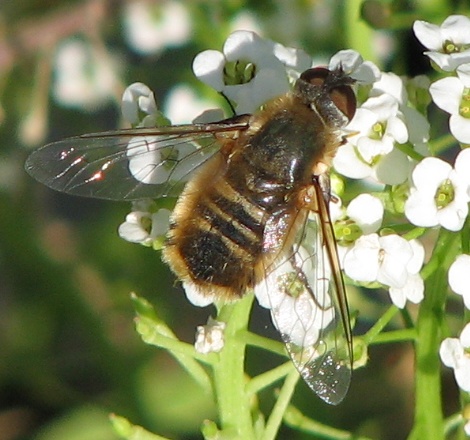 Bee Fly