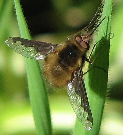 Bee Fly