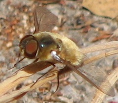 Bee Fly