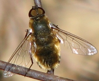 Bee Fly