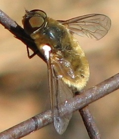 Bee Fly