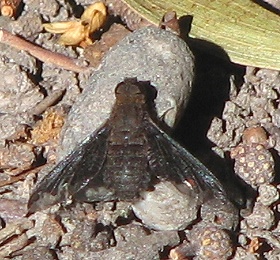 Bee Fly