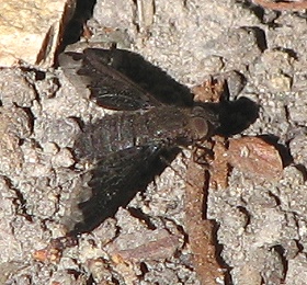 Bee Fly