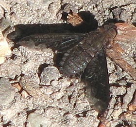 Bee Fly