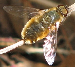 Bee Fly