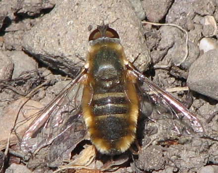 Bee Fly