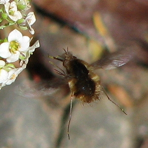 Bee Fly