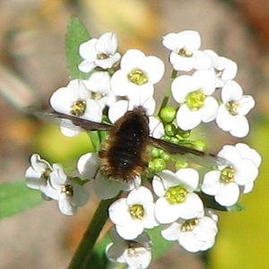 Bee Fly