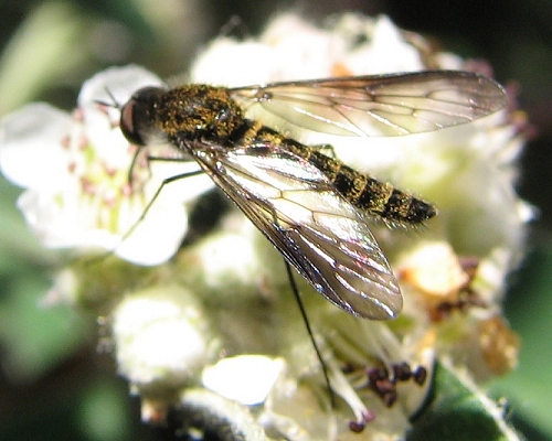 Bee Fly