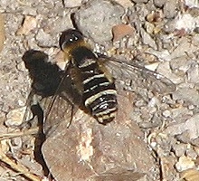 Bee Fly