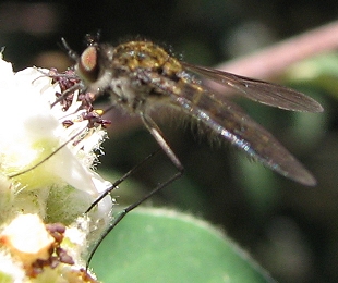 Bee Fly