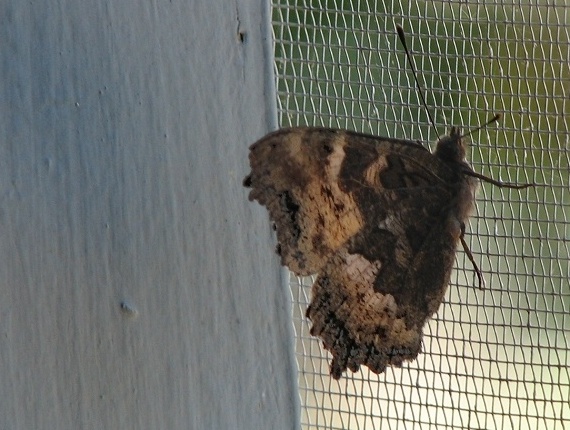 California Tortoiseshell