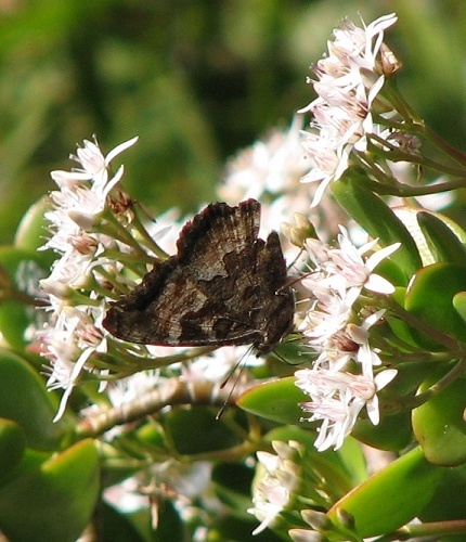 California Tortoiseshell