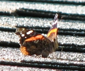 Red Admiral