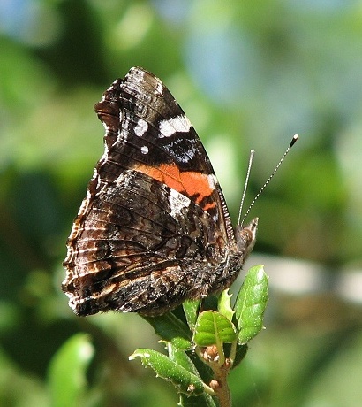 Red Admiral