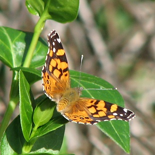 West Coast Lady Butterfly