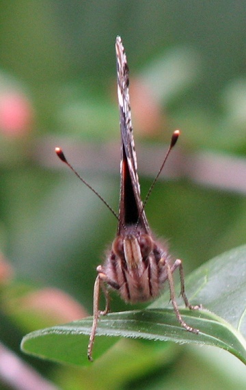 Painted Lady