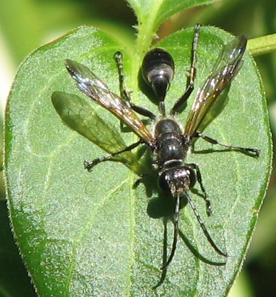 Wasp