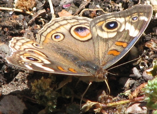 Common Buckeye Butterfly