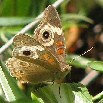 Common Buckeye Butterfly