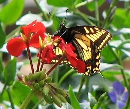 Anise Swallowtail