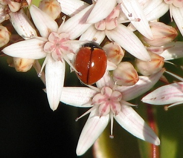 California Lady Beetle