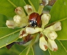 California Lady Beetle