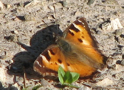 California Tortoiseshell