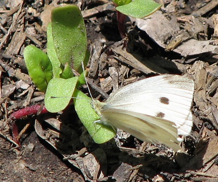 Cabbage Butterfly