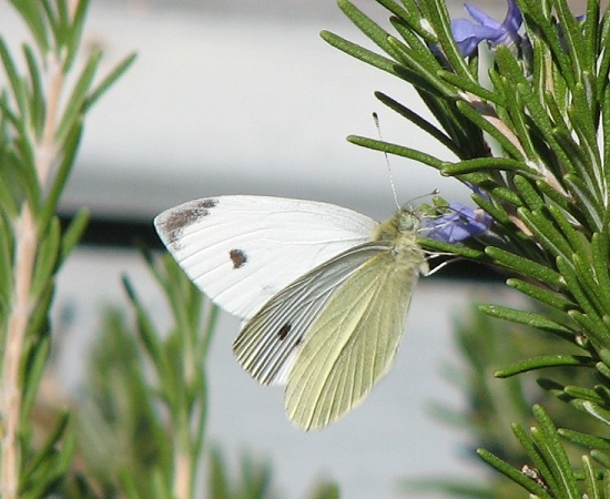 Cabbage Butterfly