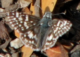 Common Checkered Skipper