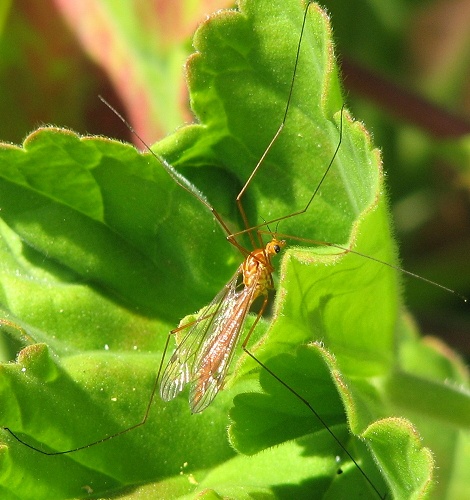 Tiger Crane Fly