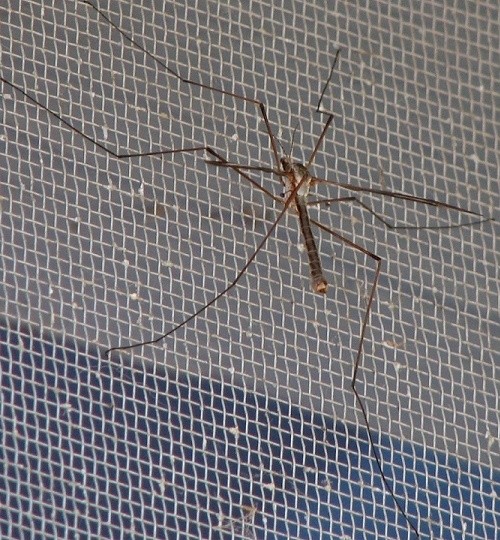 Crane Fly