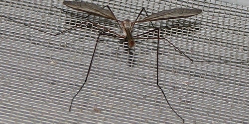 Crane Fly