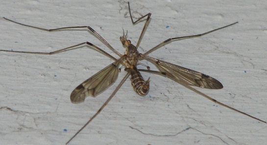 Tiger Crane Fly