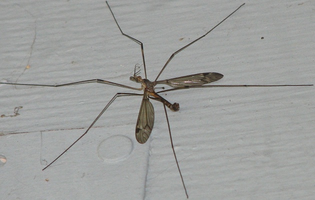 Tiger Crane Fly